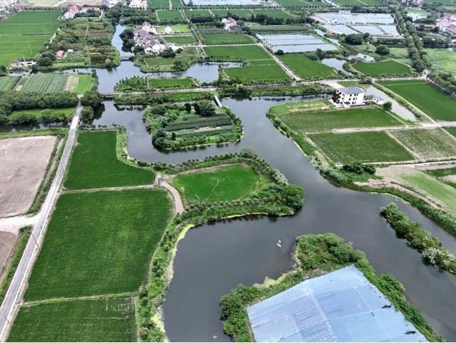 走进奉贤，探寻湿意秘境：40.7 公里海塘背后的湿地生态空间  第5张