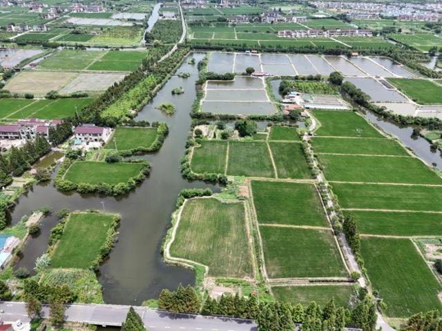 走进奉贤，探寻湿意秘境：40.7 公里海塘背后的湿地生态空间  第6张
