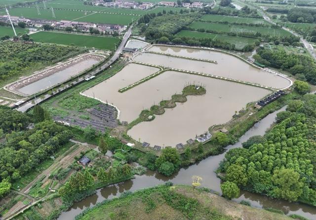 走进奉贤，探寻湿意秘境：40.7 公里海塘背后的湿地生态空间  第8张
