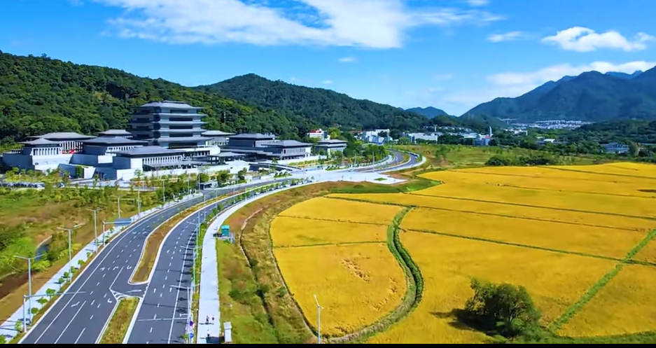秋收时节，从化这片金色海洋美炸了  第2张
