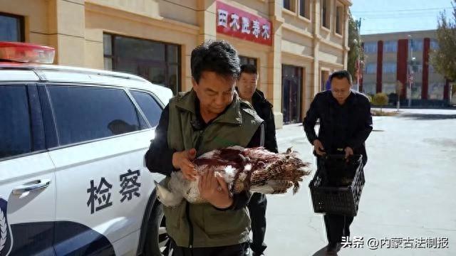 国家一级保护动物大鸨重伤，检察警车跨省接力营救  第1张