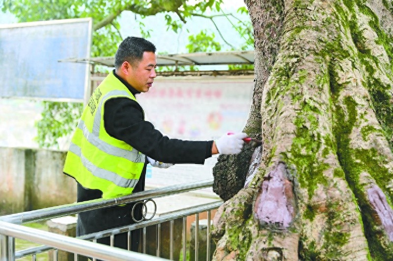130年黄葛树重焕生机：李仕果如何用修补剂守护古树传奇？  第1张
