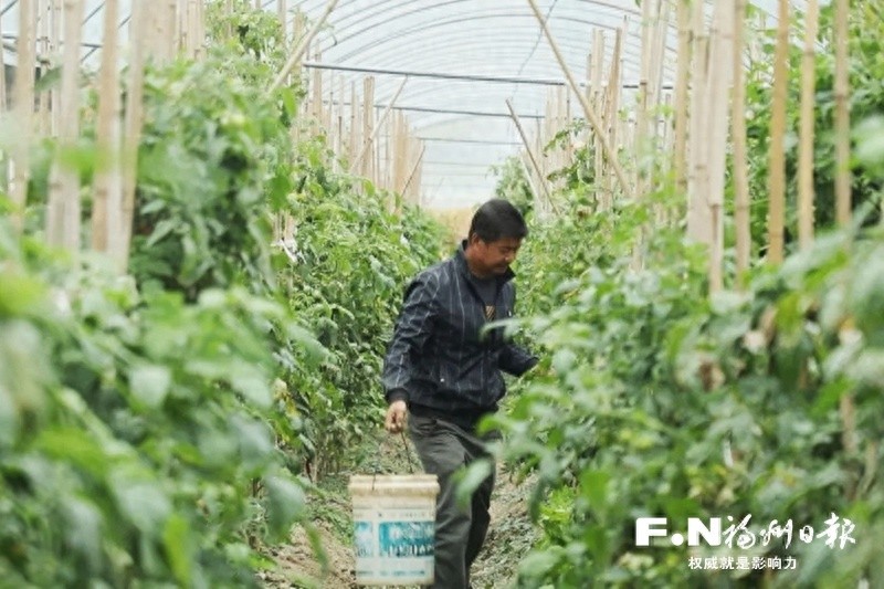 冬季蔬菜丰收奇迹！永泰县雨兰农业如何实现每天4-5吨新鲜蔬菜稳定供应？