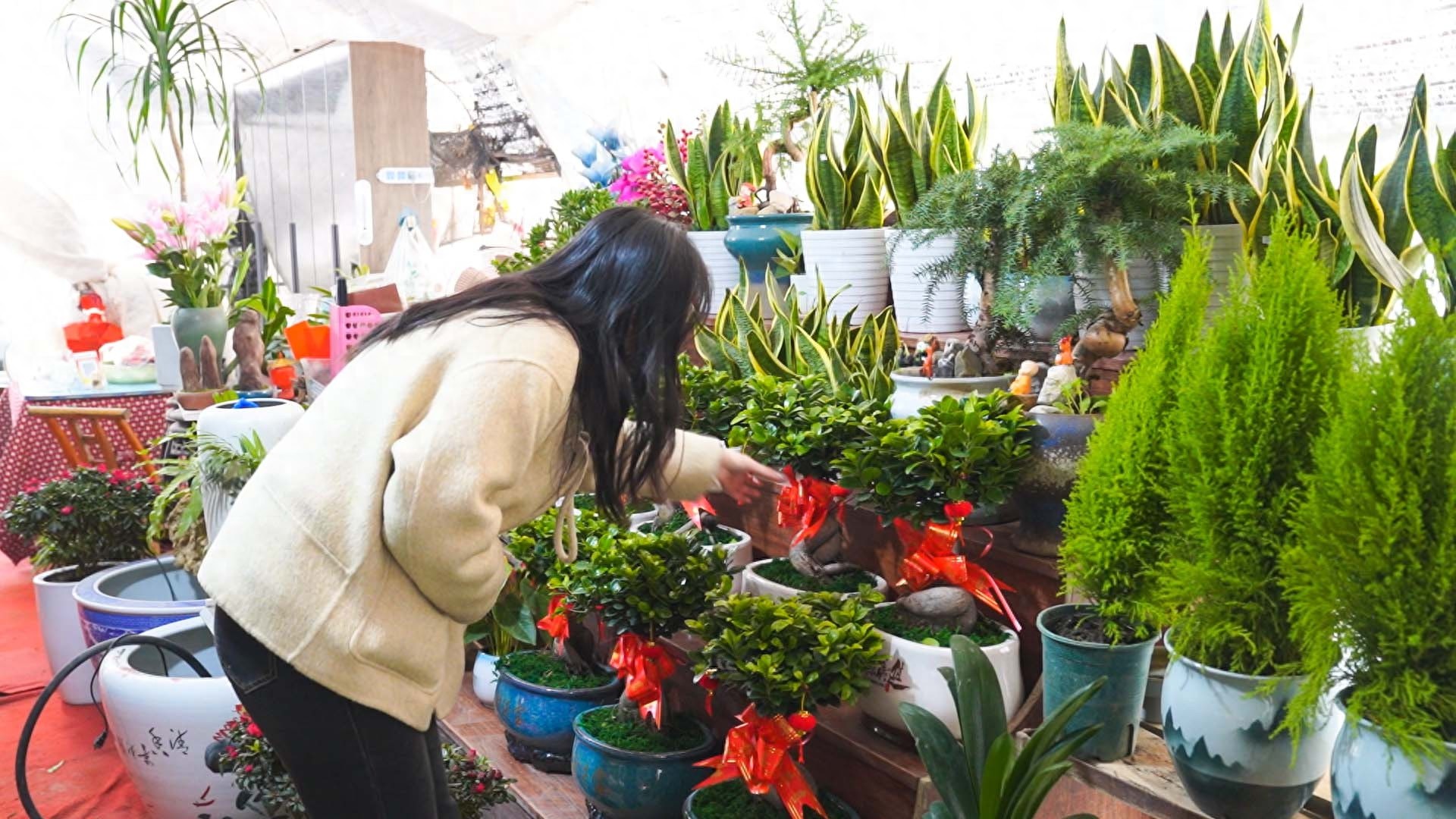 元旦前夕，崇阳县花卉市场迎来销售高峰，上百种鲜花竞相绽放，为家中增添温暖与生机  第1张
