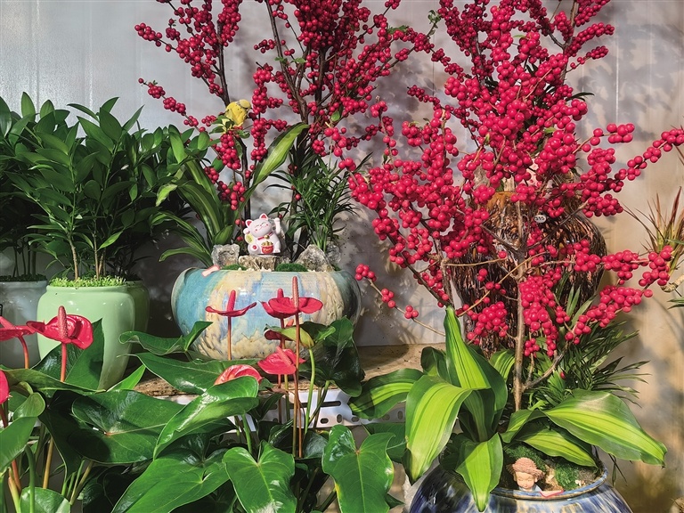 春节花卉选购指南：蝴蝶兰为何成为年宵花市场的宠儿？  第2张
