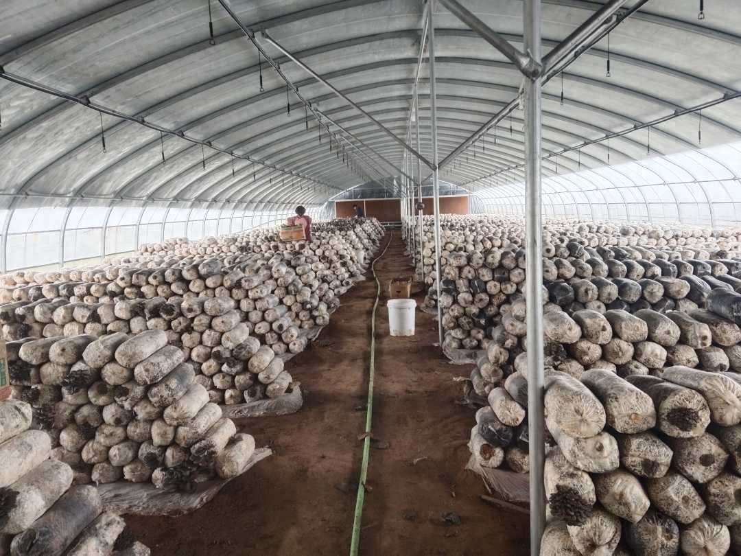 冬日丰收奇迹：河南平菇大棚年产40万斤，收入破百万的秘密