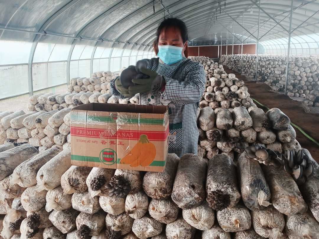 冬日丰收奇迹：河南平菇大棚年产40万斤，收入破百万的秘密  第2张