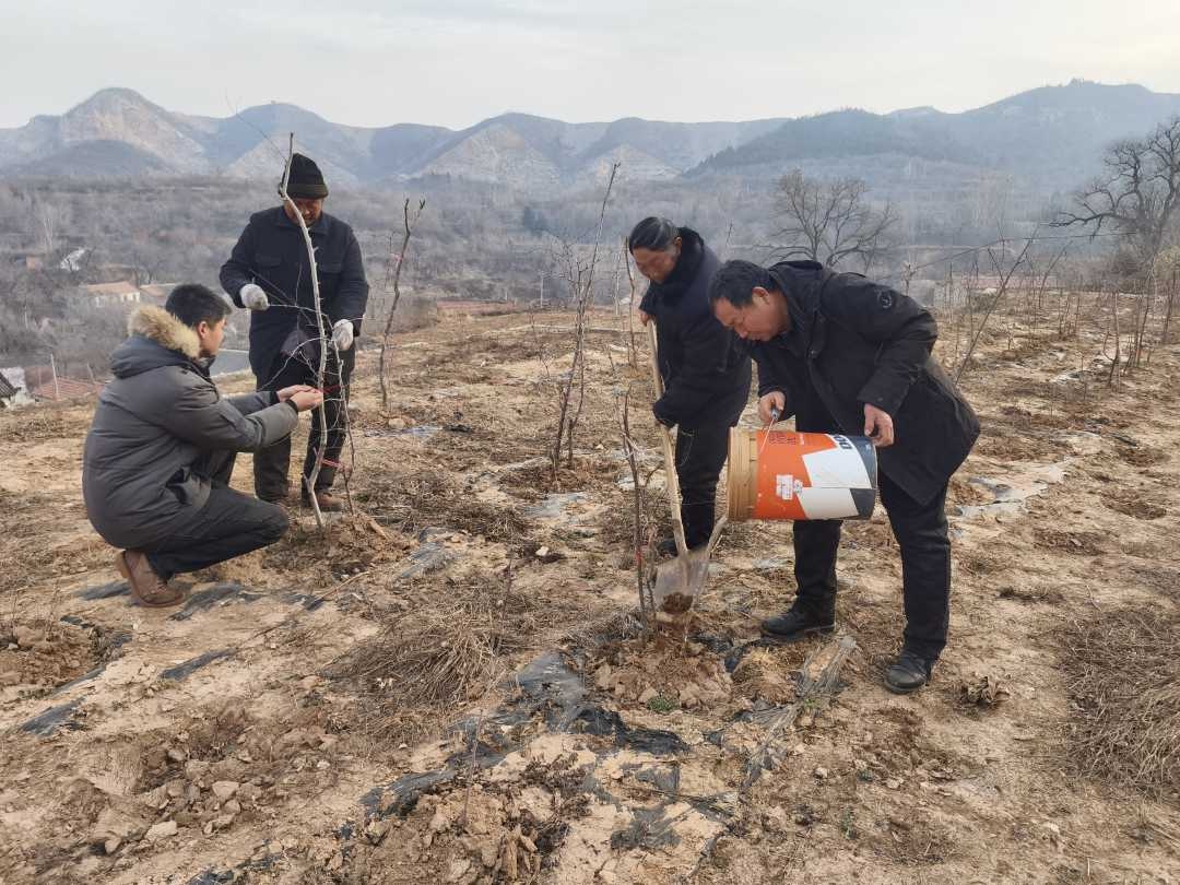 冬日丰收奇迹：河南平菇大棚年产40万斤，收入破百万的秘密  第3张