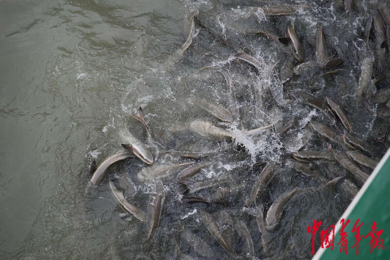 探秘海南龙栖湾：6人运营的现代海洋牧场，如何成为绿色智能新标杆？  第4张