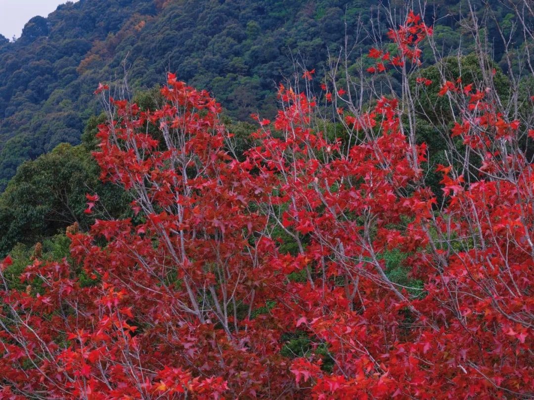 福州鼓岭枫叶为何别样红？揭秘大自然画笔下的火红世界  第2张