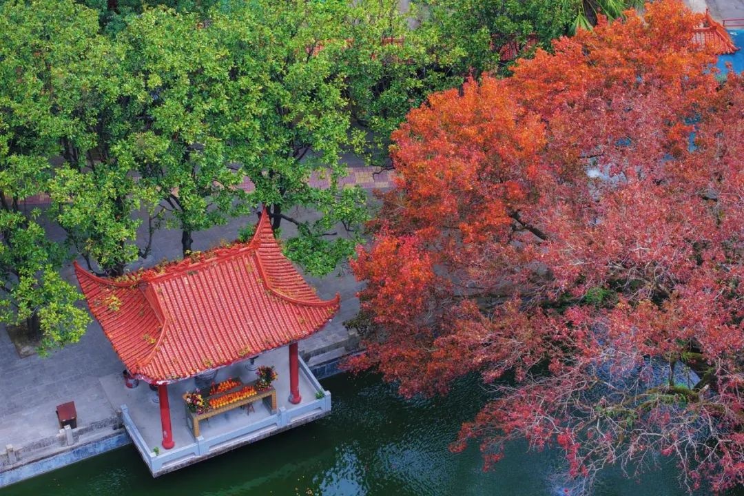 福州鼓岭枫叶为何别样红？揭秘大自然画笔下的火红世界  第3张