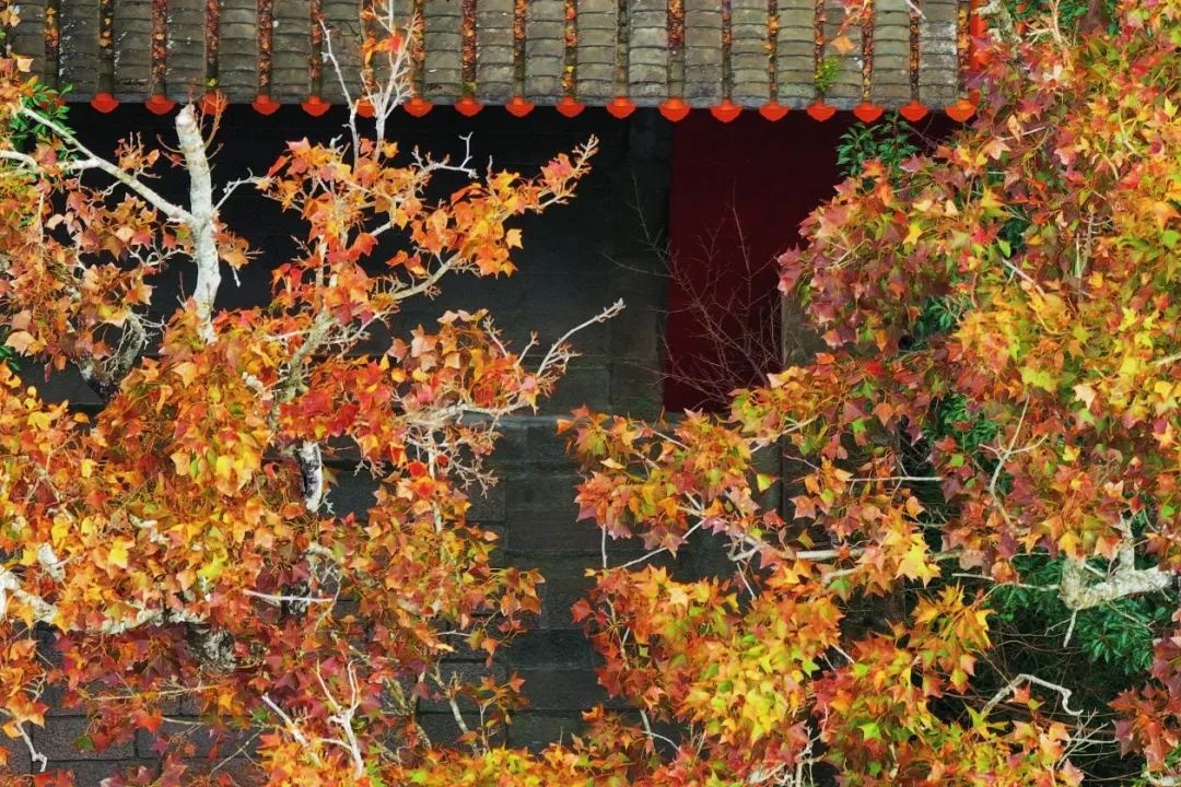 福州鼓岭枫叶为何别样红？揭秘大自然画笔下的火红世界  第4张