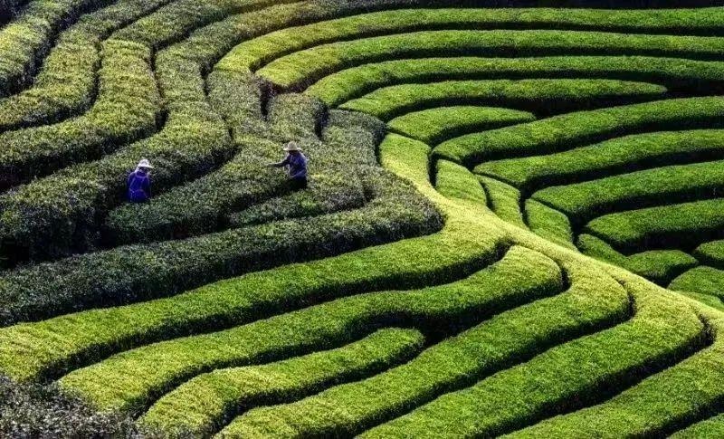 2025年贵州绿茶第一采：1月1日，普安茶农用热气腾腾的劳作迎接新年第一抹绿色  第5张
