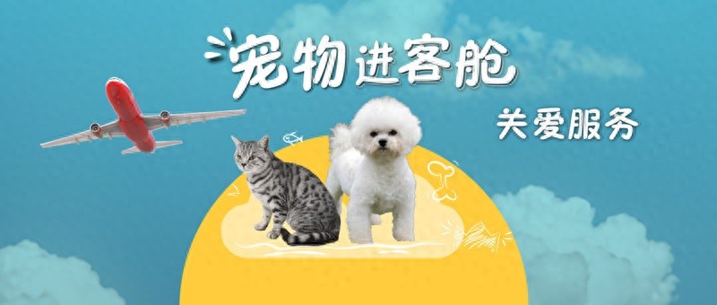 2024年12月31日起，祥鹏航空推出哈尔滨出港航班宠物进客舱服务，你准备好了吗？  第1张