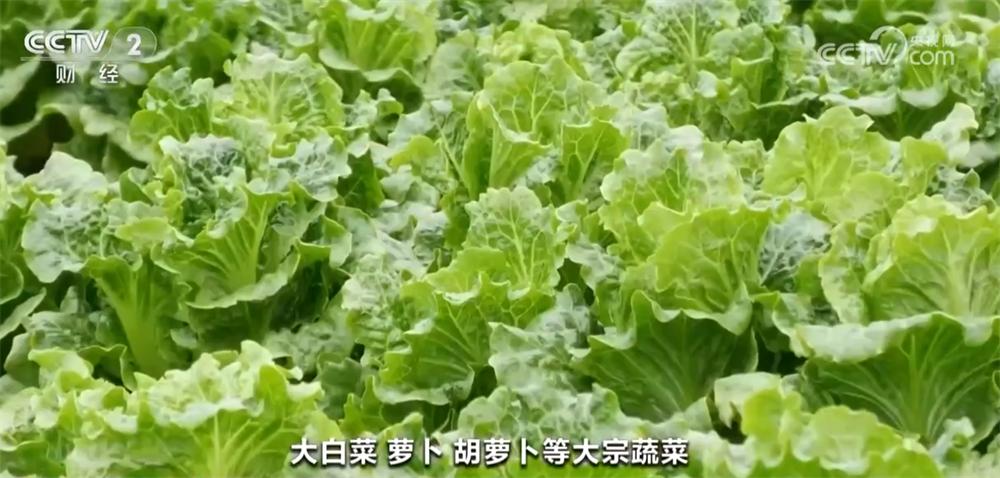 2024年12月菜篮子价格大揭秘：这些蔬菜价格降幅超10%，你买对了吗？  第2张