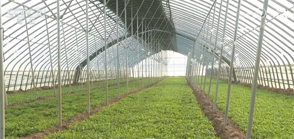 2024年12月菜篮子价格大揭秘：这些蔬菜价格降幅超10%，你买对了吗？  第9张