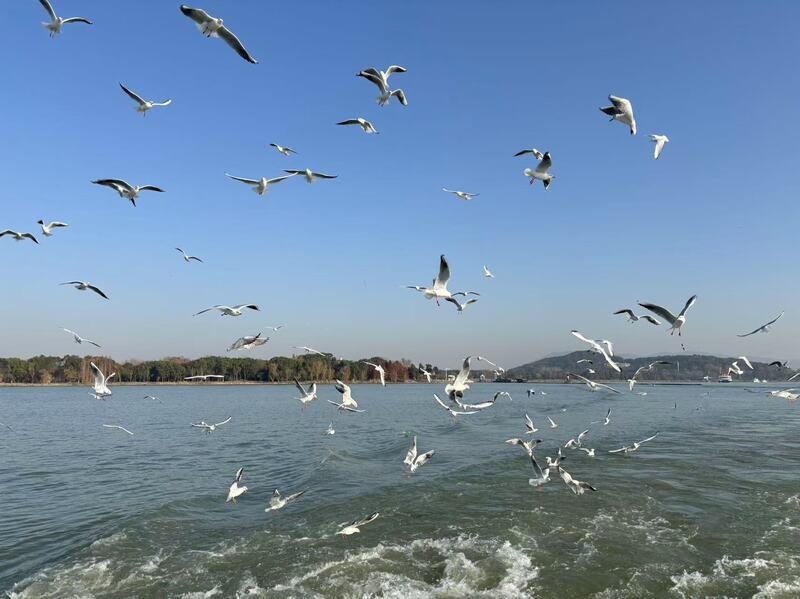 2025太湖游轮试航：首批游客如何在新年第一缕阳光下体验‘人在画中游’？  第4张