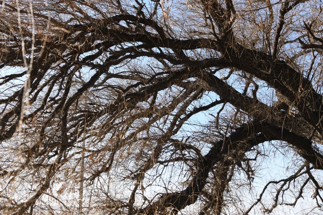 长岭种马场有棵百年宝树，为何被奉为神树?  第3张