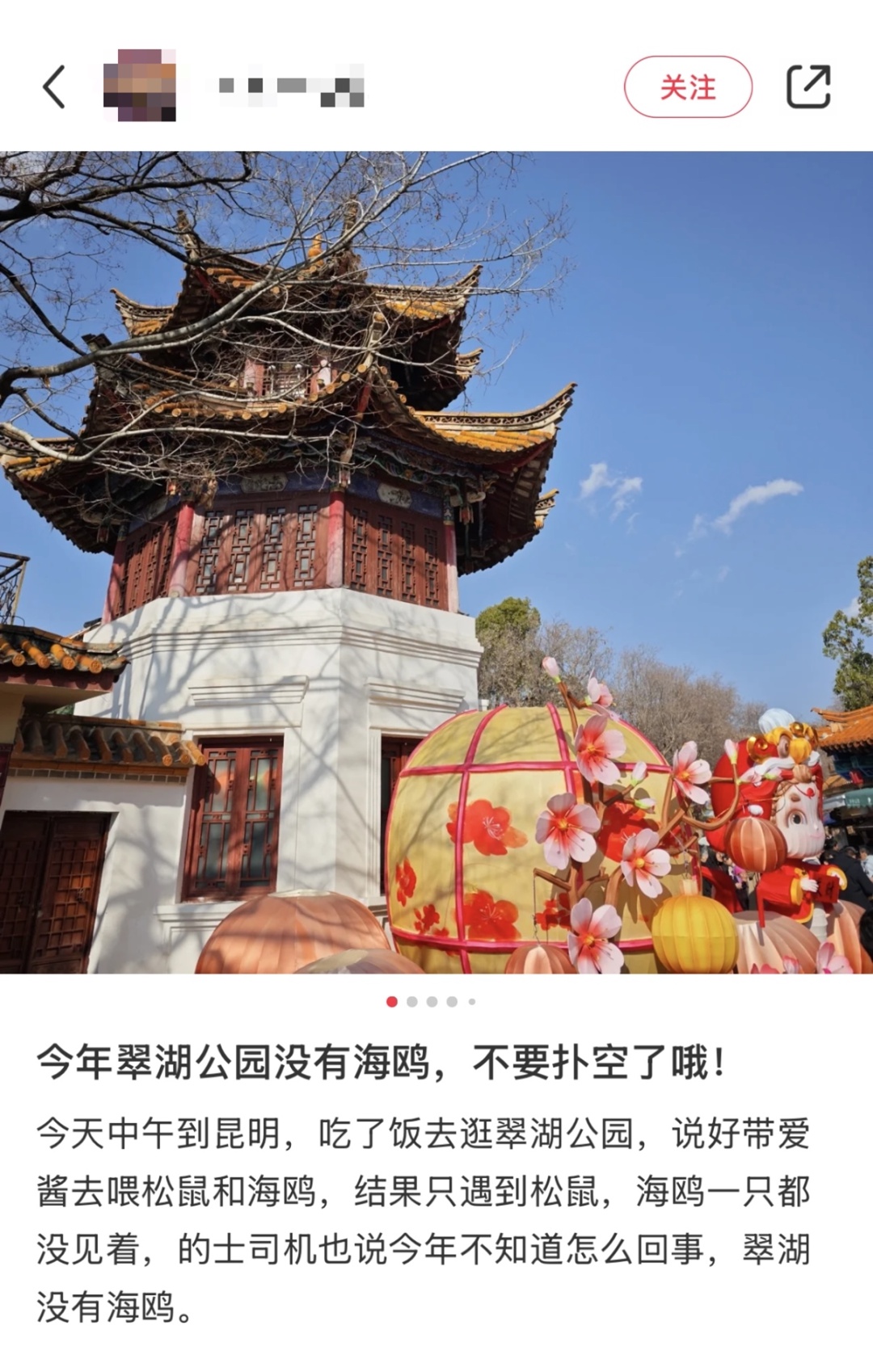 翠湖的海鸥消失了？观鸥点不见鸥影究竟为何  第2张