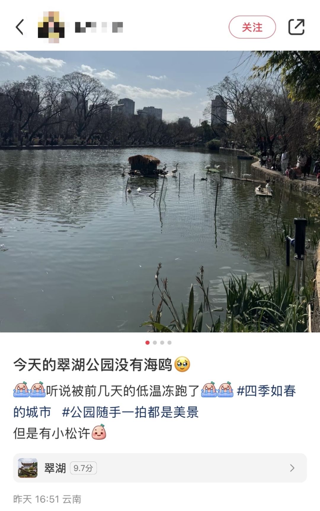 翠湖的海鸥消失了？观鸥点不见鸥影究竟为何  第3张
