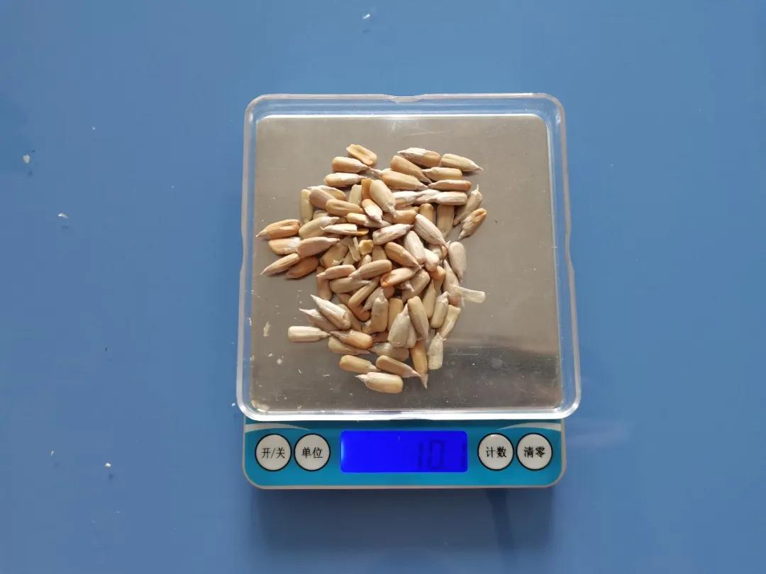 春节嗑瓜子门牙易留豁! 你知道为啥吗?危险吗?  第3张