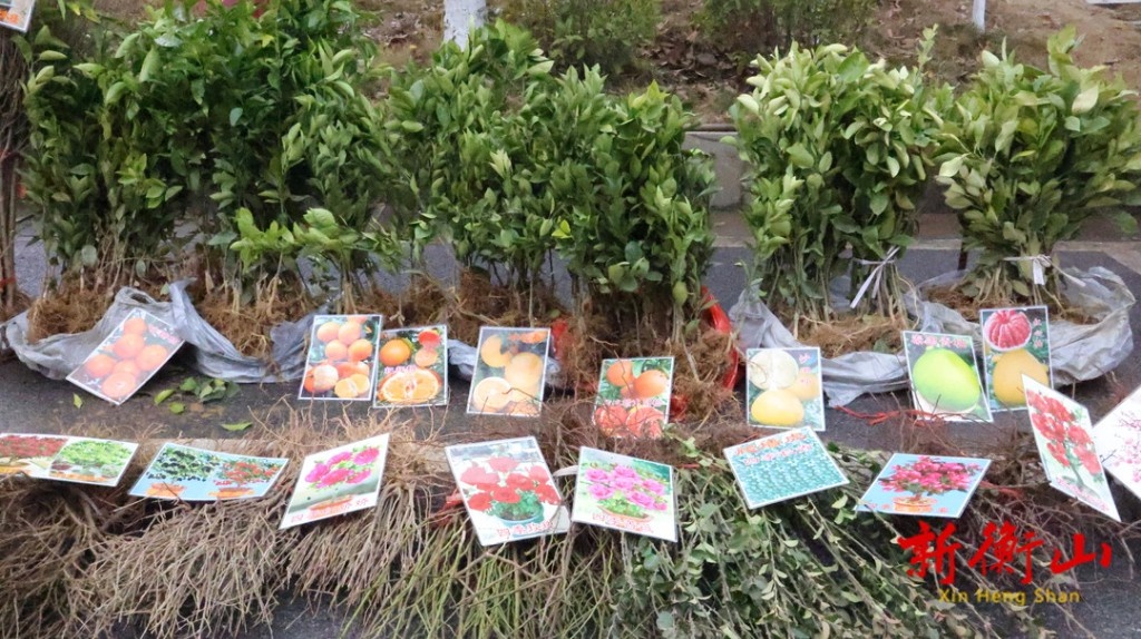 想在明年吃到自己种的橘子吗？现在正是栽种的最佳时机  第2张