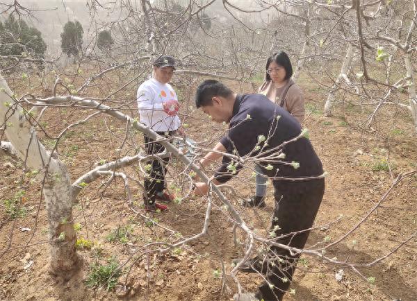科技送春管!韩城市果园春管行动:为果农送啥大礼包?