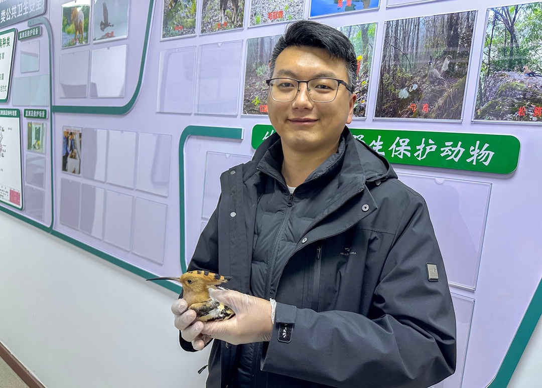 竹山一中附近惊现戴胜幼鸟！生命救援背后有哪些故事？  第2张