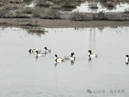 九原区湿地发现多种候鸟出没！湿地环境为何恢复得这么好?  第2张