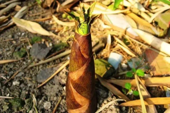 春到怒江惊艳至极！你不想感受这视觉盛宴吗?  第7张