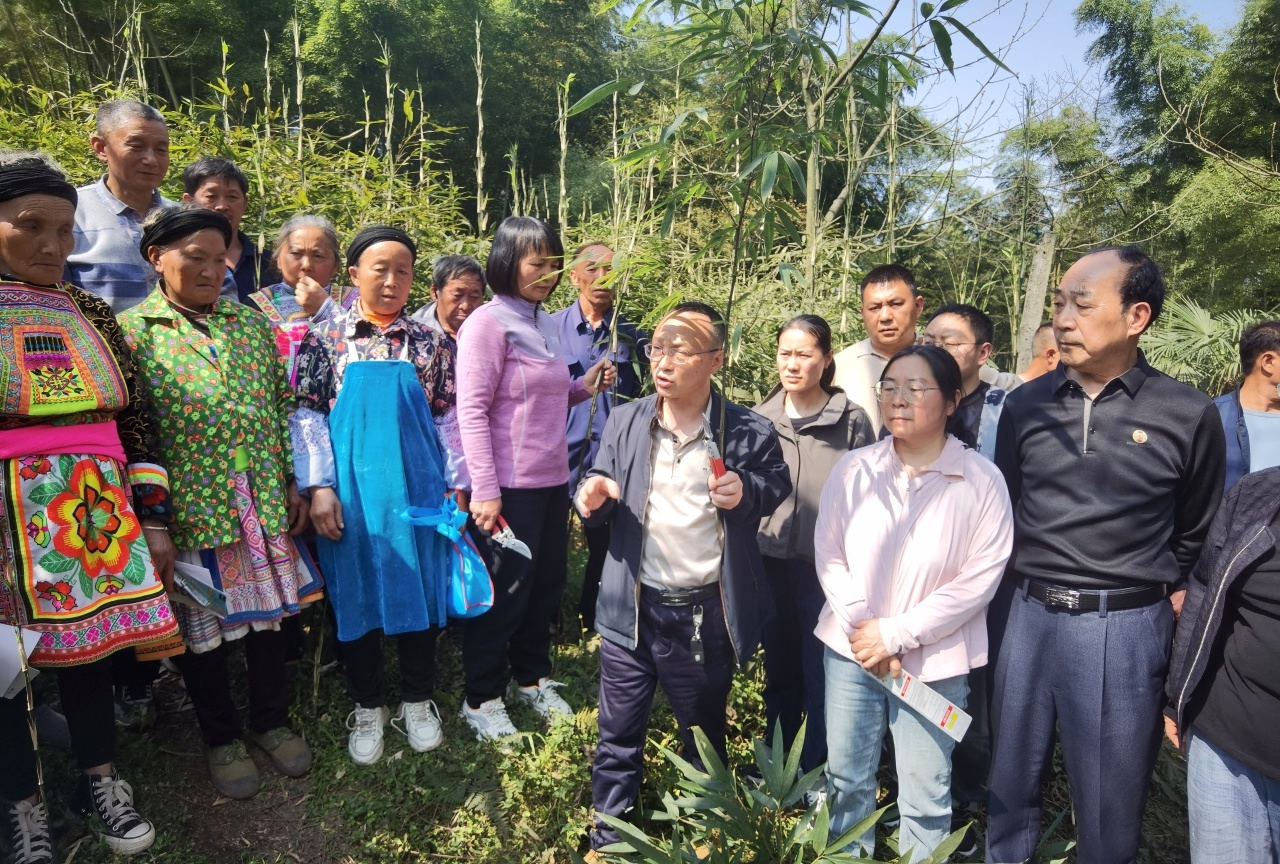云南水富市竹农迎来科技大餐！专家现场定制种植技术，你还在等什么？  第3张