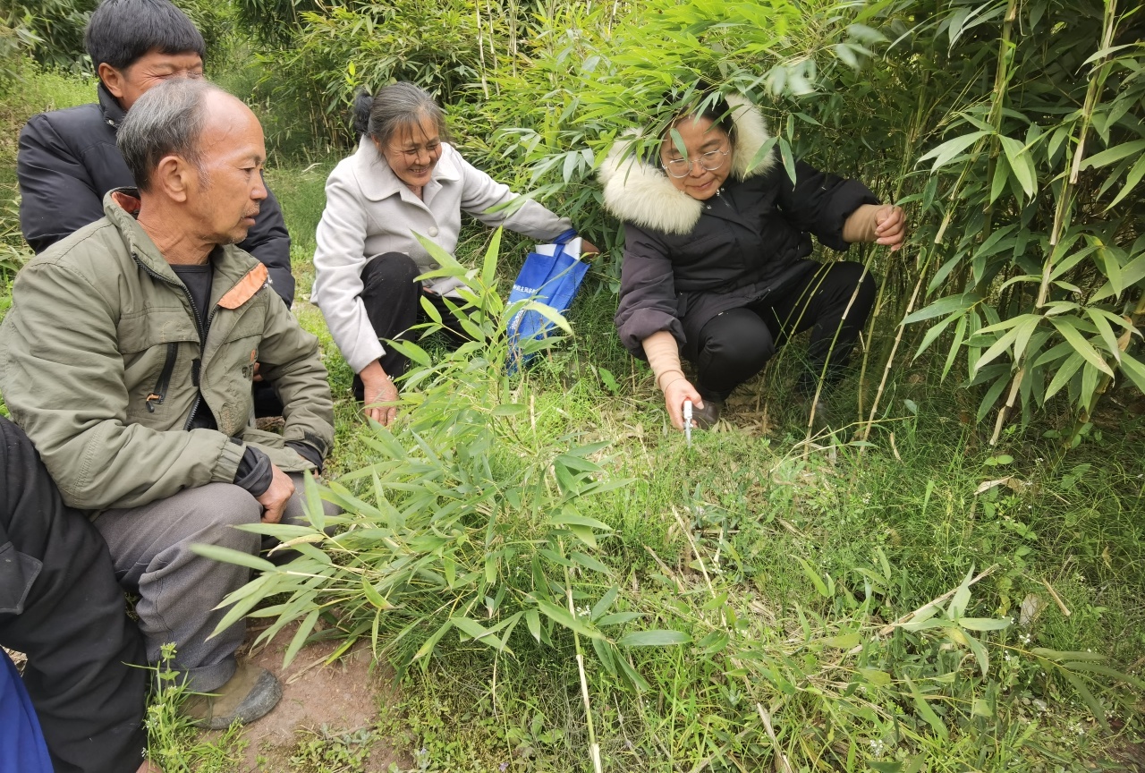 云南水富市竹农迎来科技大餐！专家现场定制种植技术，你还在等什么？  第4张