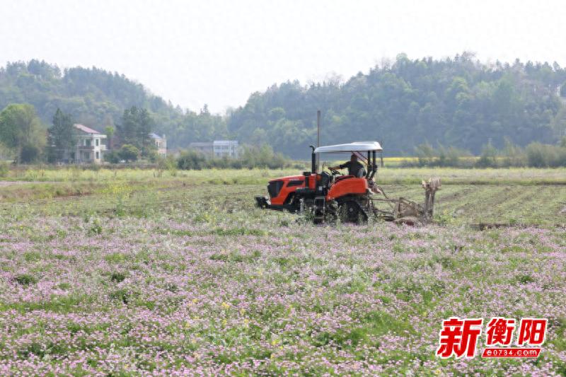 衡山4万亩紫云英盛放！农户10天翻耕800亩，土壤养分飙升的秘密是什么？