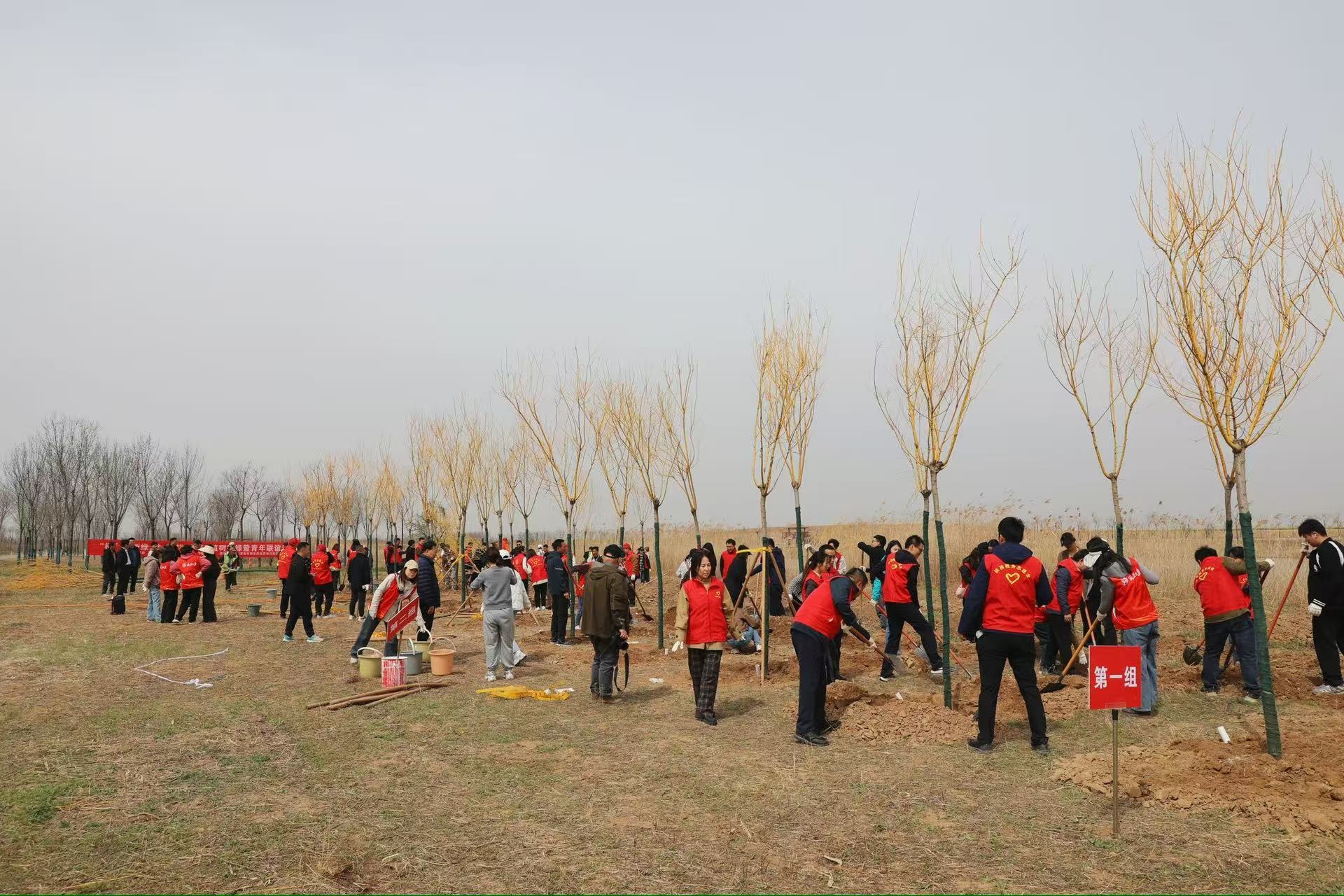 近百名青年职工齐聚湿地公园！学雷锋植树护绿兼联谊发生了啥？