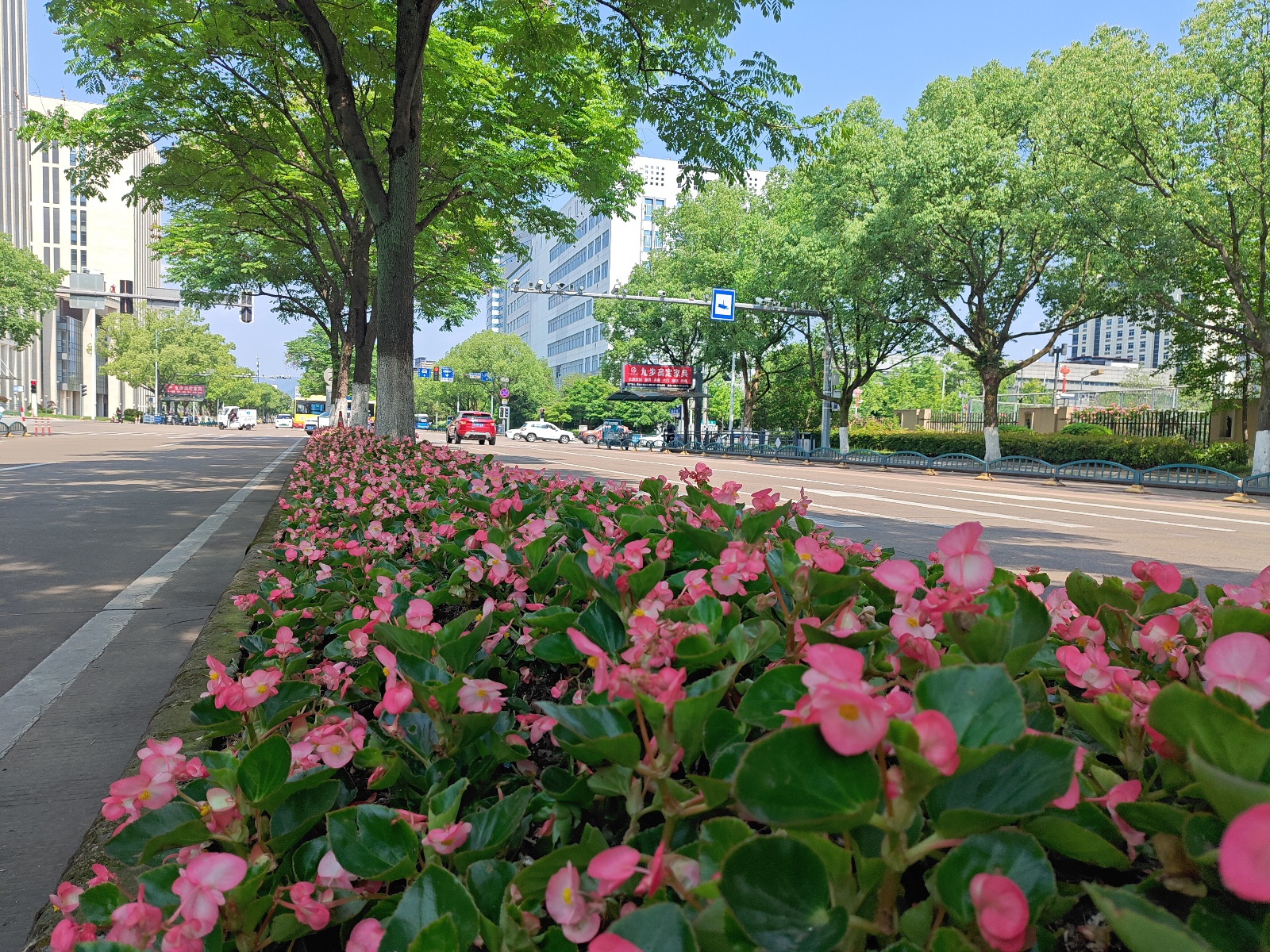 2025年五一丽水市草花景观大揭秘？月季绣球等花卉超惊艳  第2张