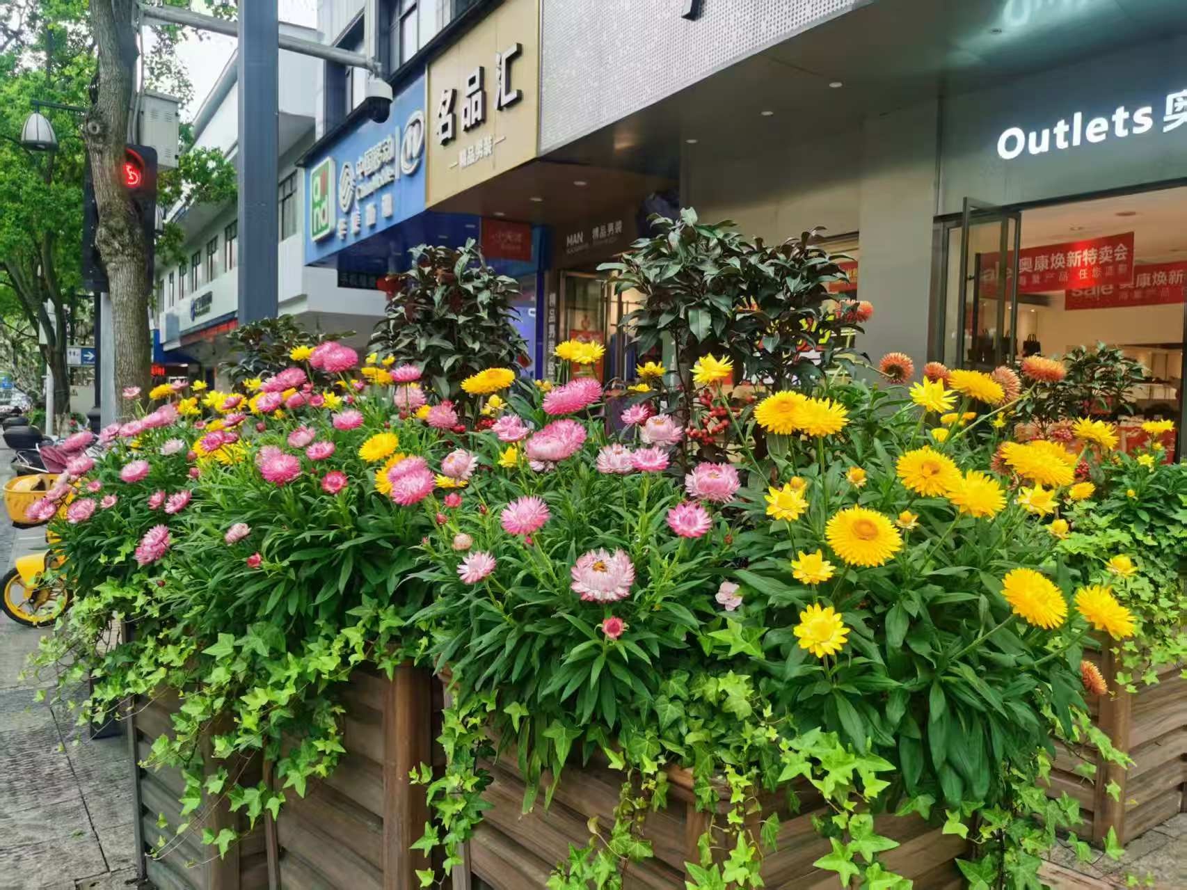 2025年五一丽水市草花景观大揭秘？月季绣球等花卉超惊艳  第5张