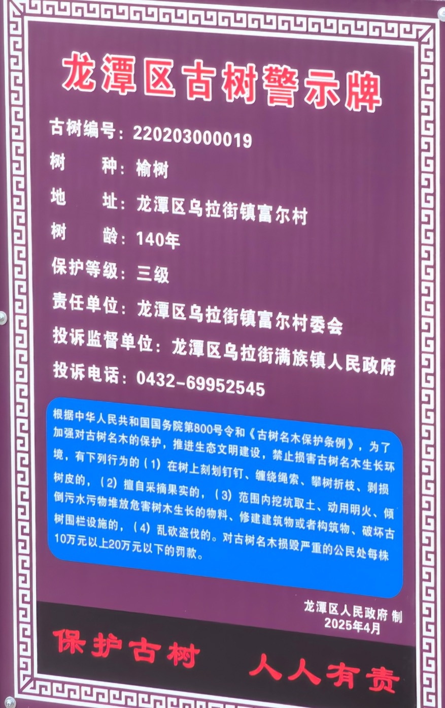吉林市龙潭区为 5 棵古树定制保护围栏！这背后有何深意？  第2张