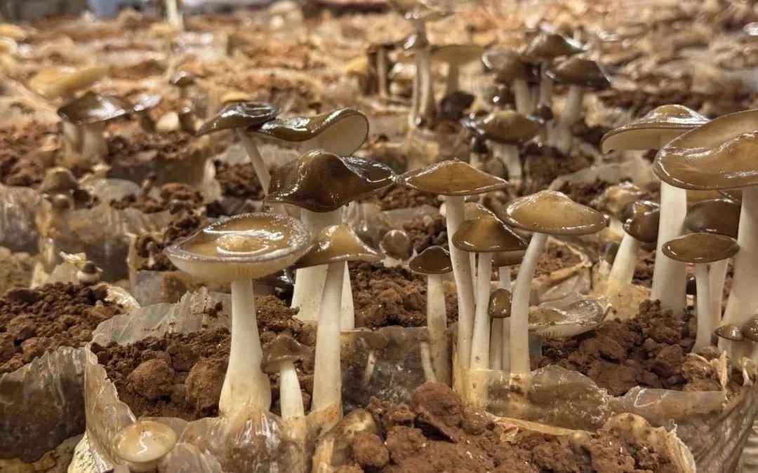 珍稀云鸡枞在永胜县涛源镇试种成功？这产业范本绝了