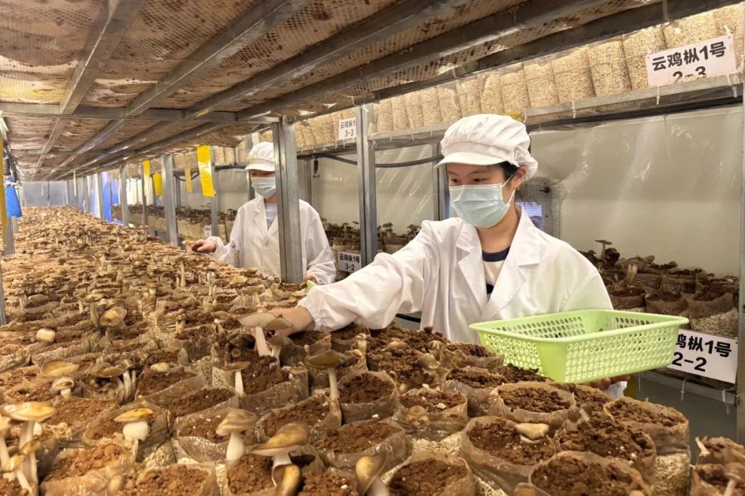 珍稀云鸡枞在永胜县涛源镇试种成功？这产业范本绝了  第2张