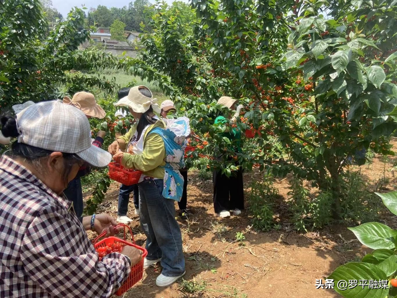 樱桃挂满枝头！富乐镇天水社区樱桃凭啥每斤能卖 20 多元？  第2张