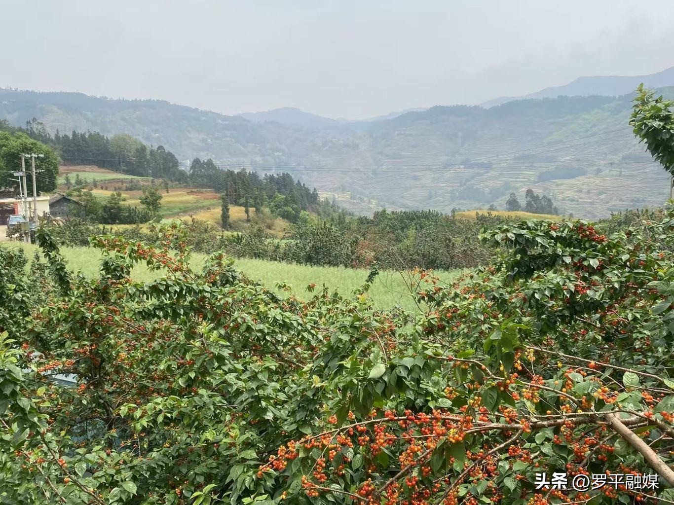 樱桃挂满枝头！富乐镇天水社区樱桃凭啥每斤能卖 20 多元？  第3张