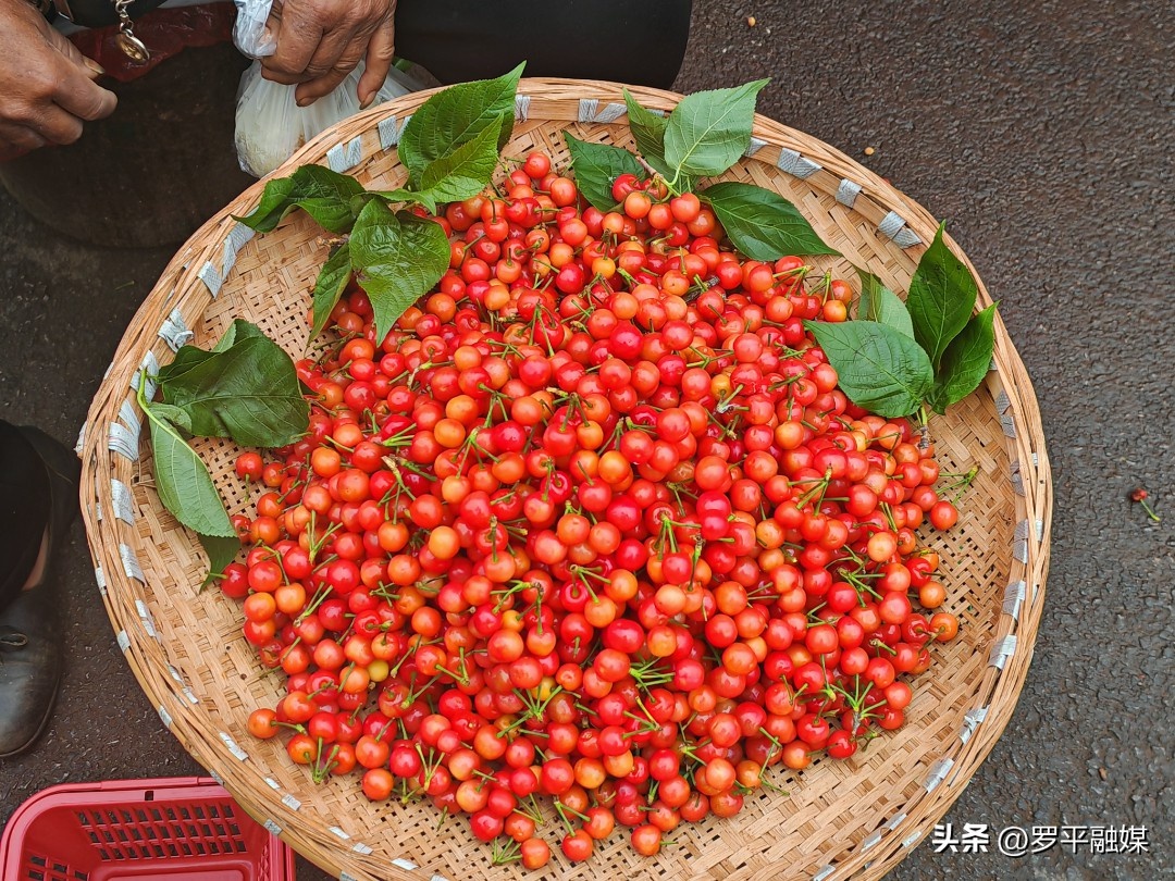 樱桃挂满枝头！富乐镇天水社区樱桃凭啥每斤能卖 20 多元？  第4张