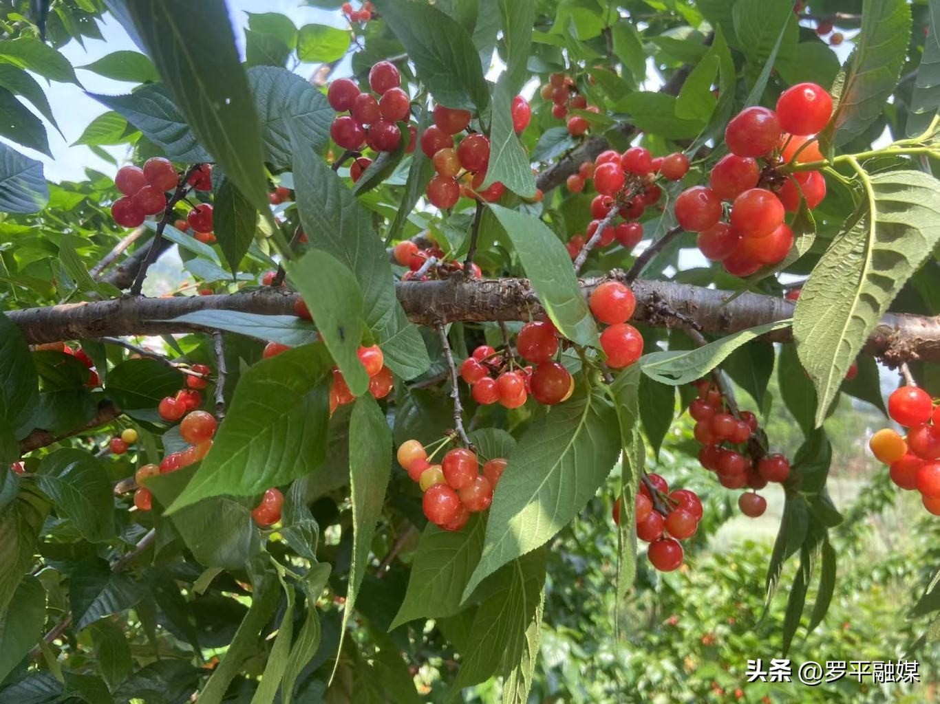 樱桃挂满枝头！富乐镇天水社区樱桃凭啥每斤能卖 20 多元？  第5张