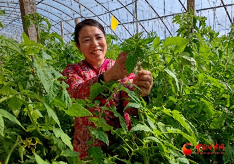 寒冬中的生机：玉门市柳湖镇岷州村如何通过设施农业实现乡村振兴？  第1张