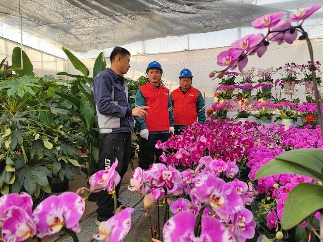 元旦花卉市场火爆！阳信供电公司如何成为护花使者？  第3张