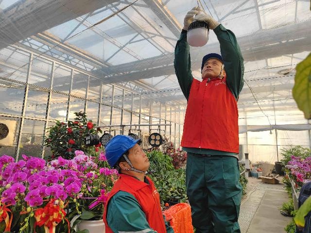 元旦花卉市场火爆！阳信供电公司如何成为护花使者？  第5张