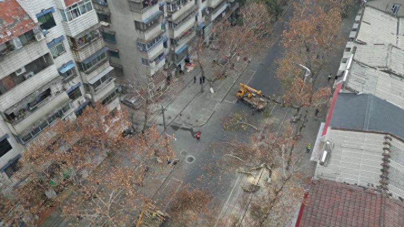 小寒将至，法桐修剪进行时！你知道这背后的秘密吗？