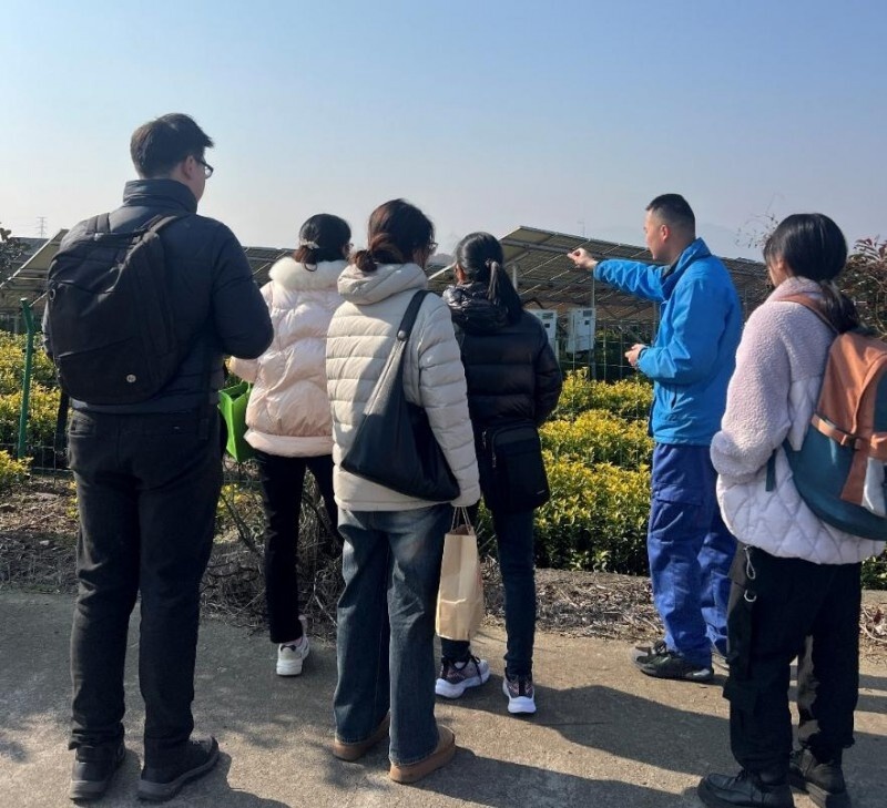 光伏茶园革命：陈年茶如何蜕变成精品茶？揭秘绍兴嵊州的绿色奇迹  第2张