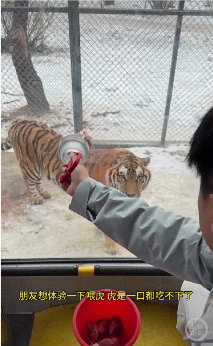 哈尔滨东北虎林园的老虎为何对肉食爱答不理？游客惊呼：南方小土豆太有实力了
