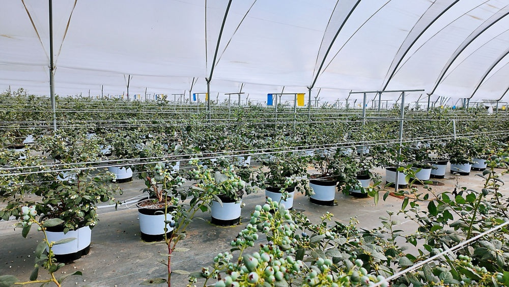 西双版纳蓝莓基地年产值将达8000万，你准备好品尝了吗？  第2张